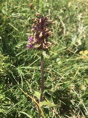 Betonica hirsuta