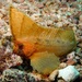 Spiny Waspfish - Photo (c) Blogie Robillo, some rights reserved (CC BY-NC-ND), uploaded by Blogie Robillo