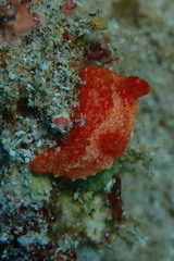 Paliolla
