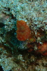 Paliolla