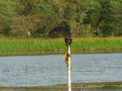 Rostrhamus sociabilis