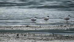 Sterna hirundo longipennis