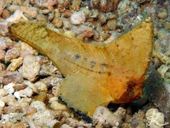 Ablabys macracanthus