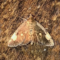 Evergestis unimacula