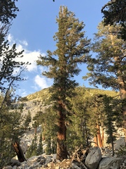 Pinus balfouriana austrina
