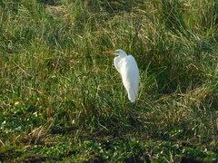 Ardea alba