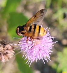 Volucella inanis