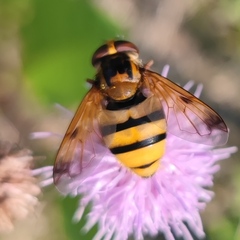 Volucella inanis