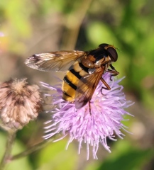 Volucella inanis
