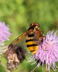 Volucella inanis