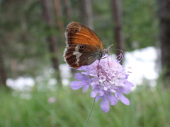 Coenonympha arcania