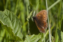 Erebia ligea