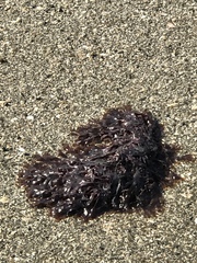Chondrus crispus