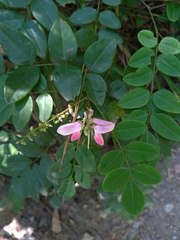 Indigofera venulosa