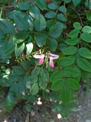 Indigofera venulosa