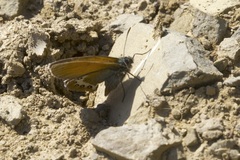 Coenonympha gardetta