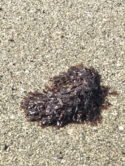Chondrus crispus