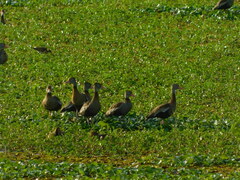 Dendrocygna autumnalis
