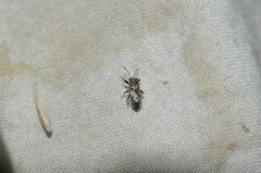 Phlegyas abbreviatus