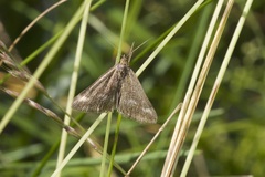 Pyrausta aerealis
