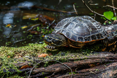 Malayemys khoratensis