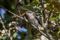 Hemipus picatus picatus