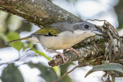 Pteruthius aeralatus