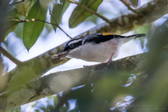 Pteruthius aeralatus