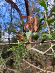 Hyperacanthus amoenus