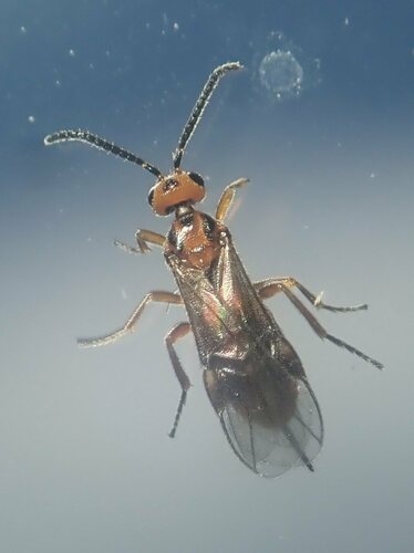 Habrobracon hebetor observed 2022-07-24
