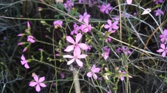 Acmadenia macropetala