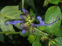 Salvia pichinchensis