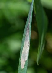 Agromyza albipennis