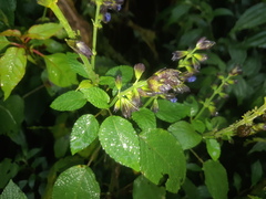Salvia pichinchensis