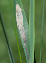 Agromyza albipennis