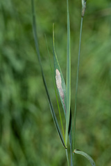 Agromyza albipennis