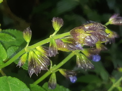 Salvia pichinchensis