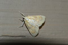 Glaphyria glaphyralis