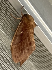 Dendrolimus spectabilis