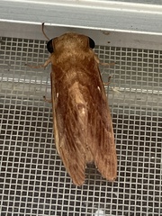 Dendrolimus spectabilis