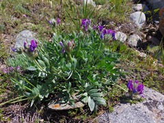 Oxytropis nitens