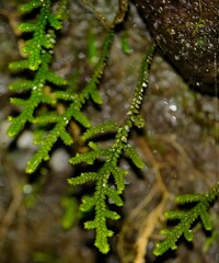 Selaginella atirrensis