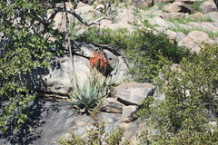 Aloe pienaarii