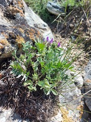 Oxytropis nitens