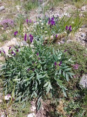Oxytropis nitens