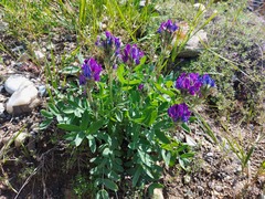 Oxytropis nitens