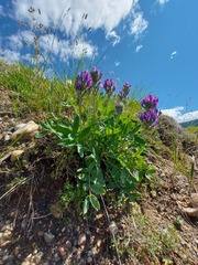 Oxytropis nitens