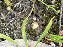 Brachyscome lineariloba