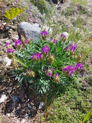 Oxytropis nitens