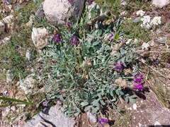 Oxytropis nitens